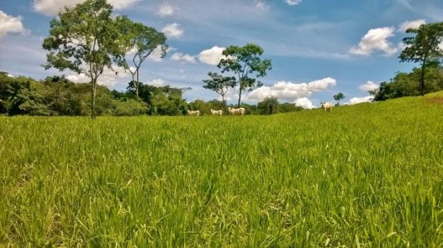 Fazenda em FORMOSA - GO, p/ Pecuária - Foto 5