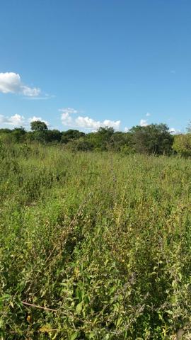 215A/Fazenda de 485 ha com outorga para irrigação às margens do Rio São Francisco - Foto 13