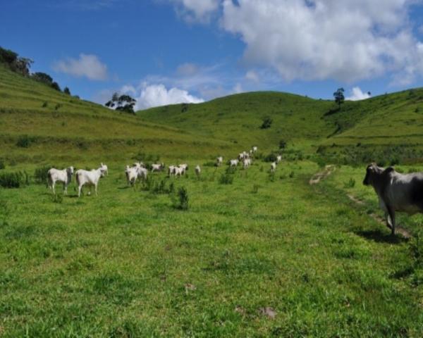 FAZENDA A VENDA EM MINAS GERAIS TEÓFILO OTONI PECUÁRIA CRIA RECRIA ENGORDA CONFINAMENTO (4 - Foto 17