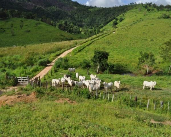 FAZENDA A VENDA EM MINAS GERAIS TEÓFILO OTONI PECUÁRIA CRIA RECRIA ENGORDA CONFINAMENTO (4 - Foto 6