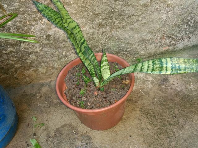 Plantas - Foto 5