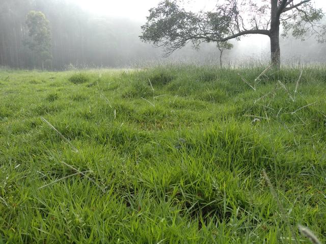 Chácara de 20 mil metros 14 km de Anápolis, com represa no fundo - Foto 13