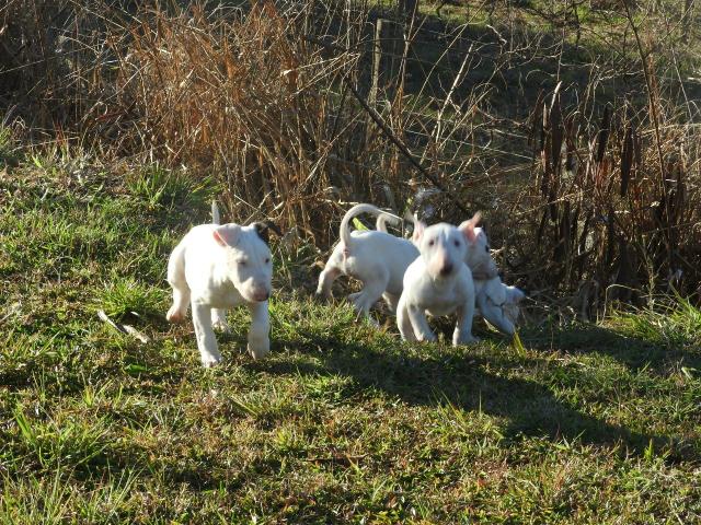 Caniplus Bull terrier - Foto 3