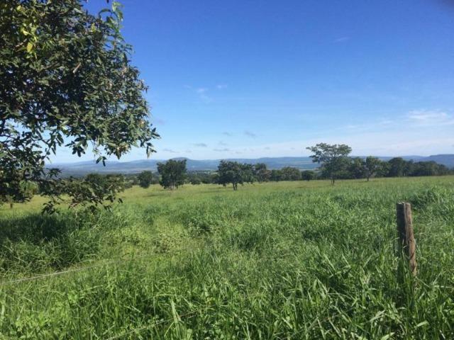 100 Alq. Planta 20 Vermelha Formada Montada Represa na Porta Iporá GO - Foto 4