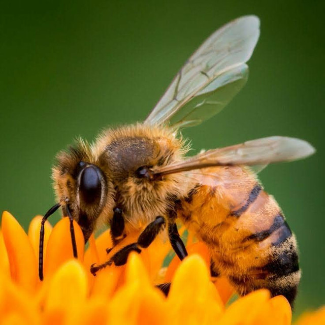 Compro colméias de abelhas africanizadas - Foto 2