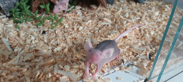 Camundongos - Foto 3
