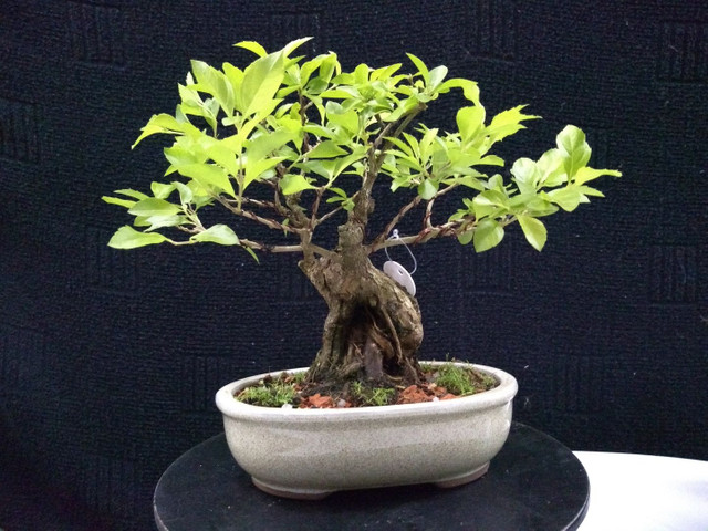 Bonsai duranta repens - Foto 2