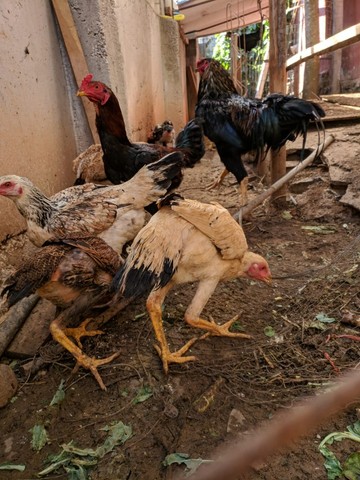 Galinha caipira, Galo gigante e ovos - Foto 4