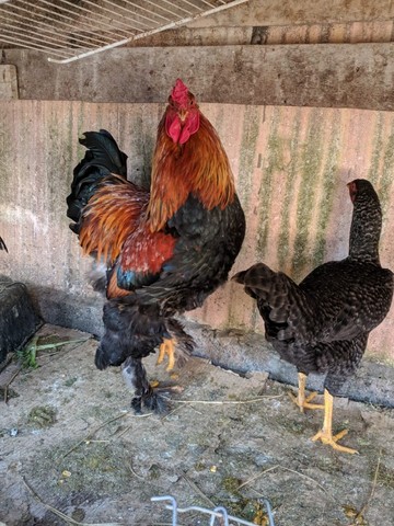 Galinha caipira, Galo gigante e ovos - Foto 2