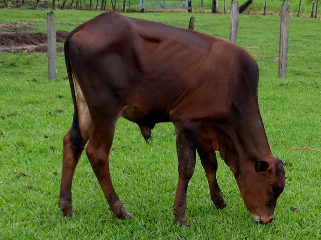 Bezerro muito bom 