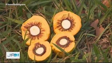 Mudas de Nativas do Cerrado, Frutíferas e Raras - Foto 5