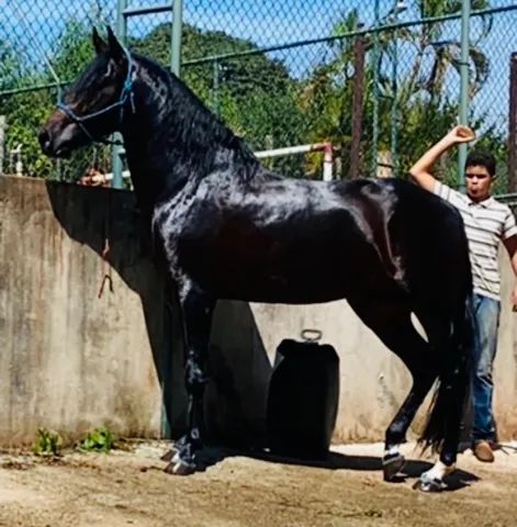 Capim mata éguas em Minas Gerais — CompreRural