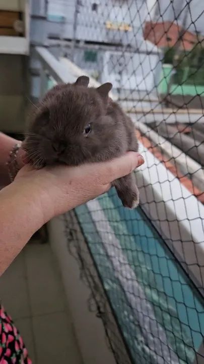 Mini coelho Anao  - só hoje - Promoção  - Foto 6