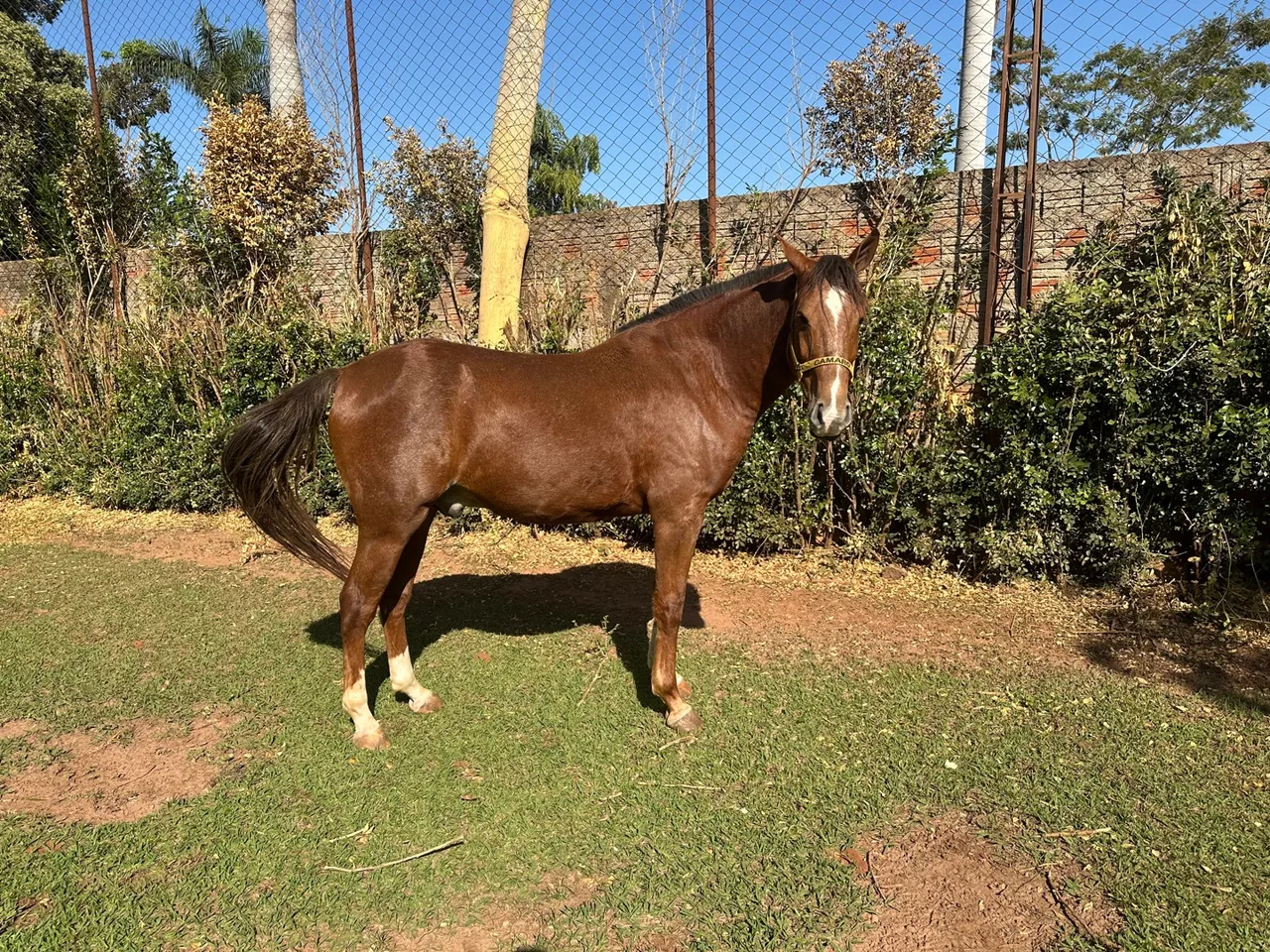 Cavalos em São José do Rio Preto e região, SP