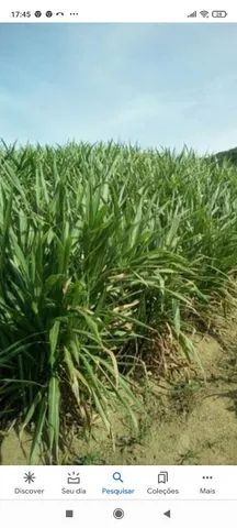 Mudas capim  kurumi talos. E capiaçu - Foto 2