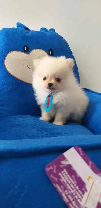 Promoções spitz alemão macho anão mini  10x 290 - Foto 3