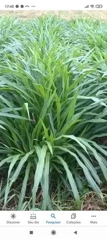 Mudas capim  kurumi talos. E capiaçu - Foto 5