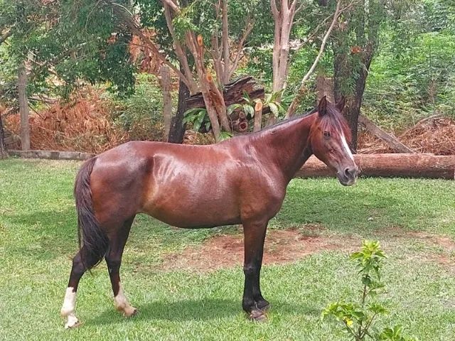 Égua Mangalarga-Vende ou Troca - Foto 2