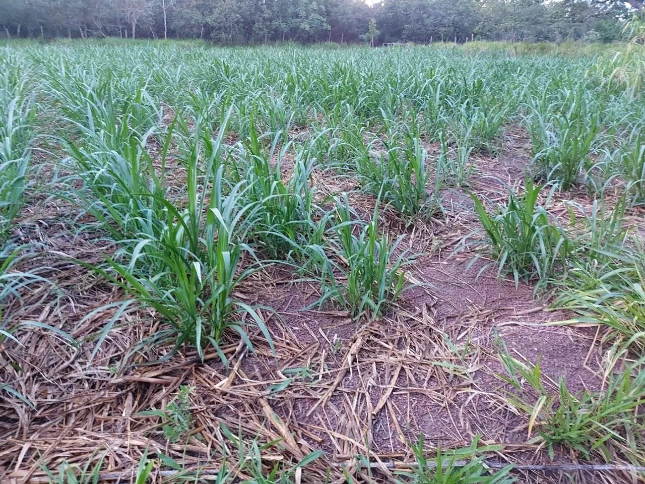 Capim açu brs da Embrapa  obs promoção 1 milheiro só 150 - Foto 6