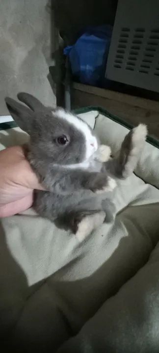 Filhotes anões  - Foto 2