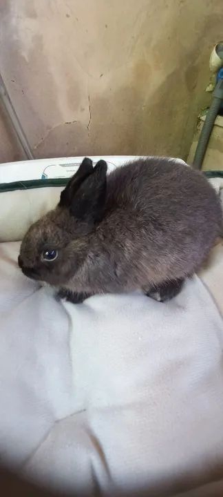 Filhotes anões  - Foto 4