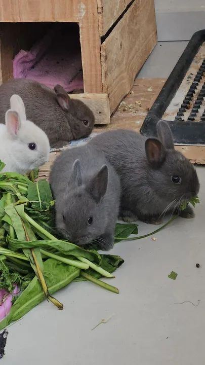 Mini coelho Anao  - só hoje - Promoção  - Foto 3