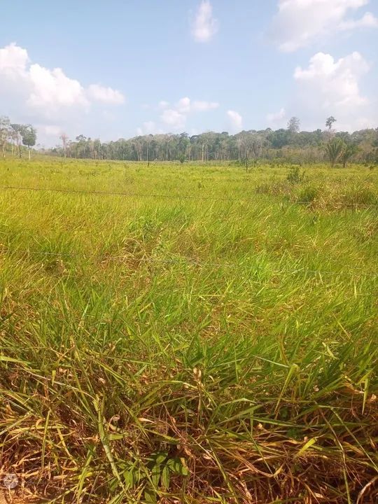 Moura Gestor Imobiliário Vende uma excelente área com 98ha na Rodovia BR 163, km 119, Mo - Foto 3