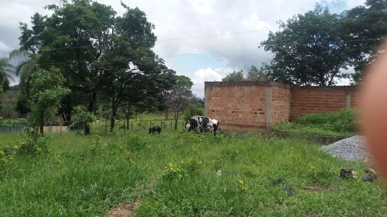 Vendo vacas . 