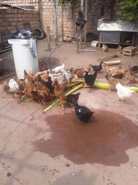 Vendo galinhas  caipira  - Foto 4