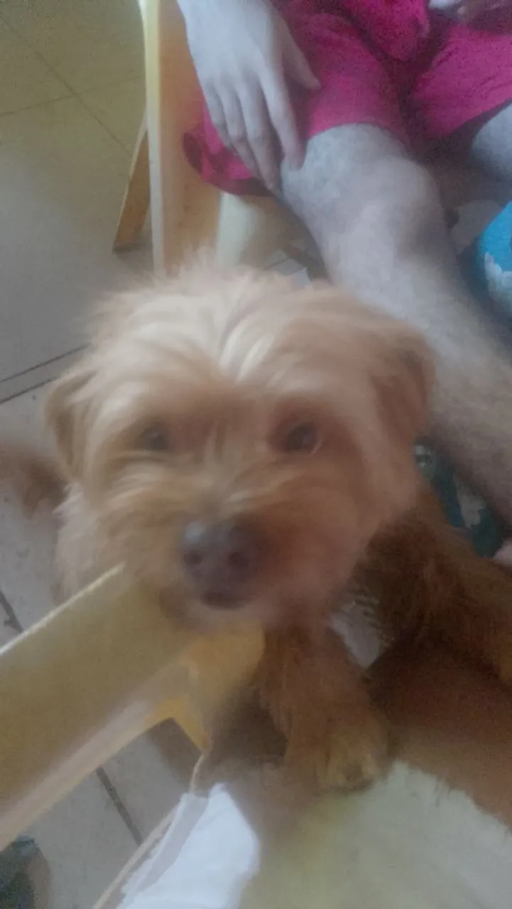 Cachorro Yorkshire Terrier