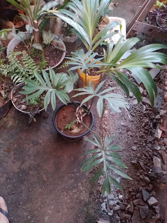 20$ lindas plantas - Foto 4