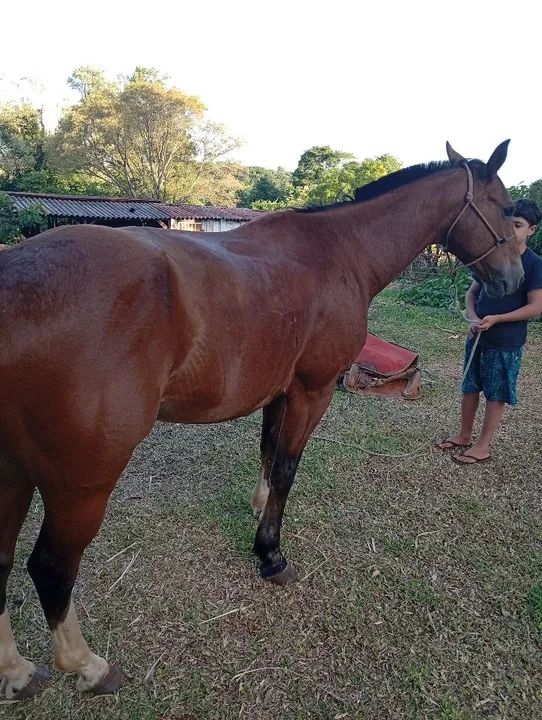 Cavalo crioulo  - Foto 4