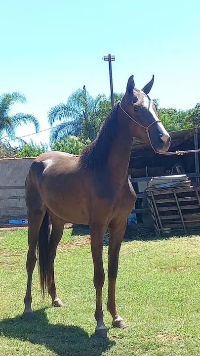 Potra Mangalarga Paulista