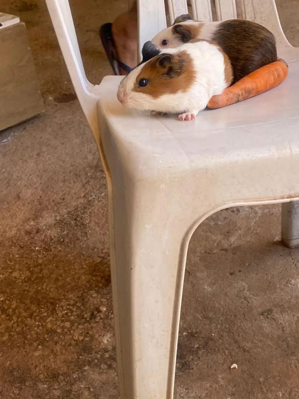 Dois lindos porquinhos-da-índia - Foto 2