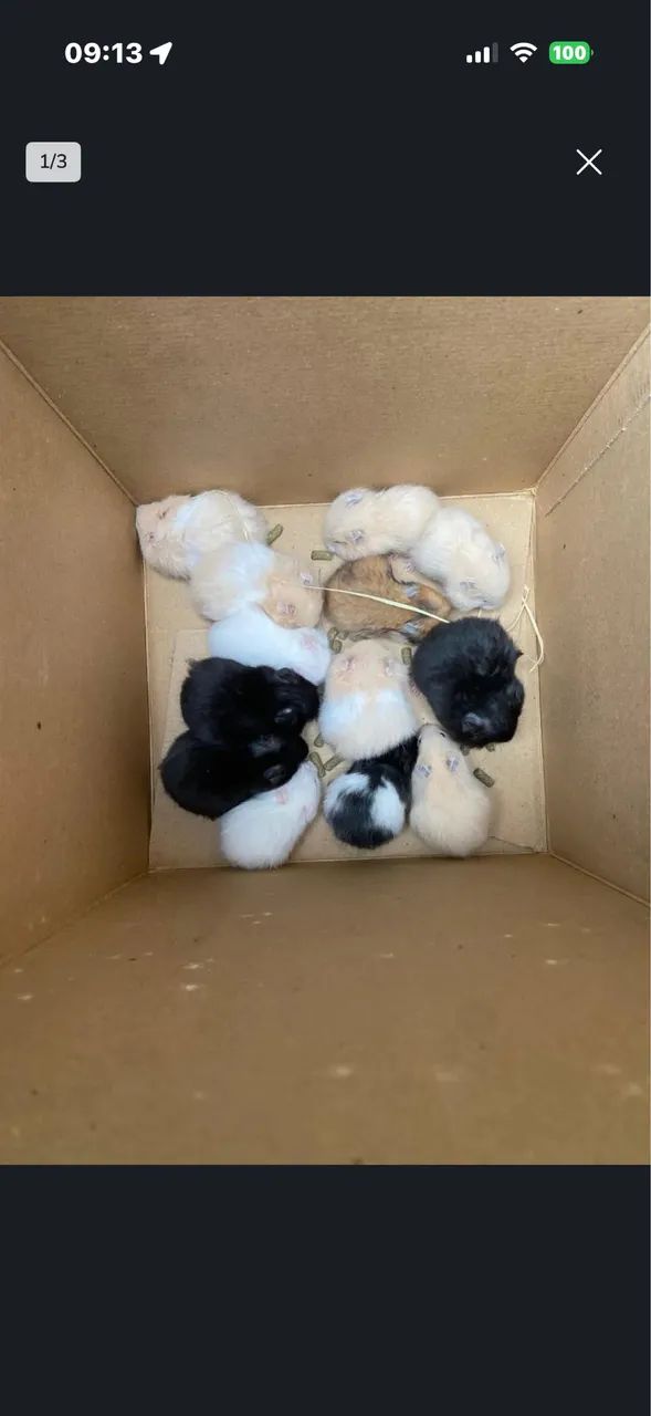 Filhotes de hamster angoras 