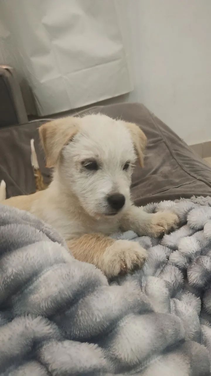 Vendo   urgente filhote  de pastor suíço com SRD R$800 para retirar hoje - Foto 3