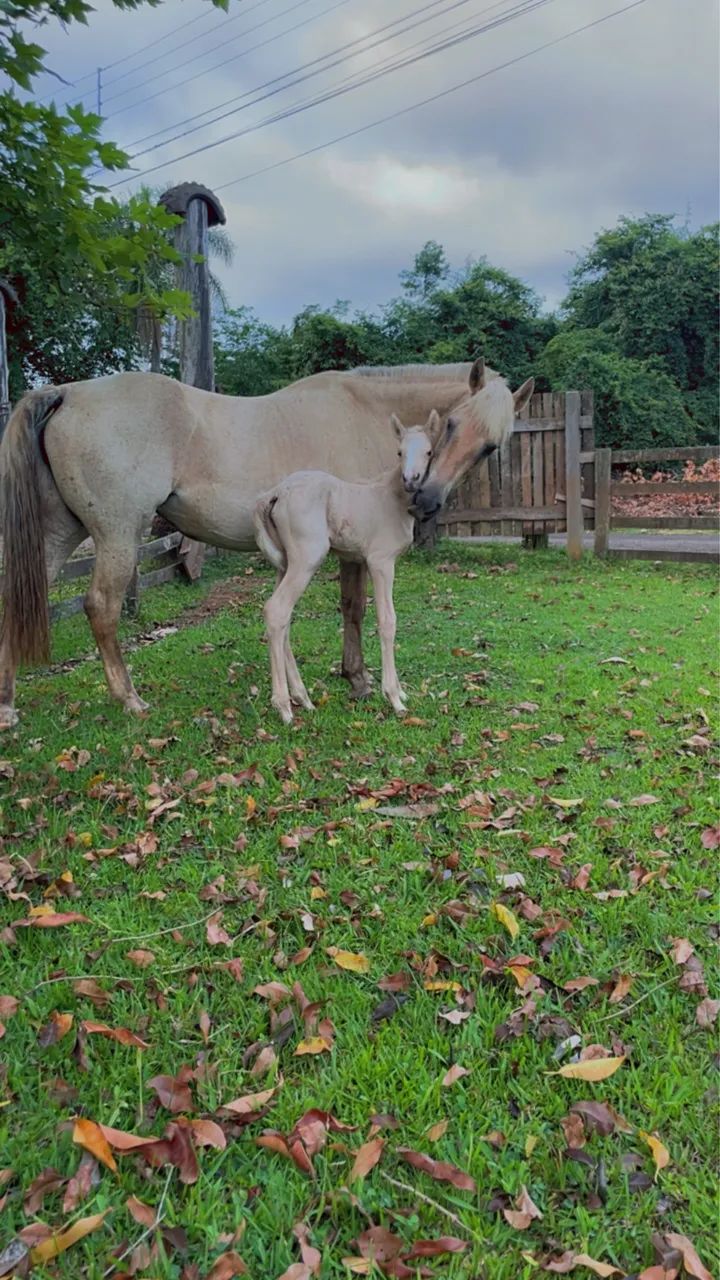  Manga Largar marchador garanhão cobertura  - Foto 6