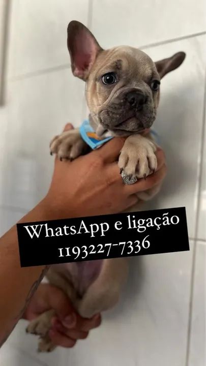 Bulldog Francês filhotes entregamos hoje  - Foto 2
