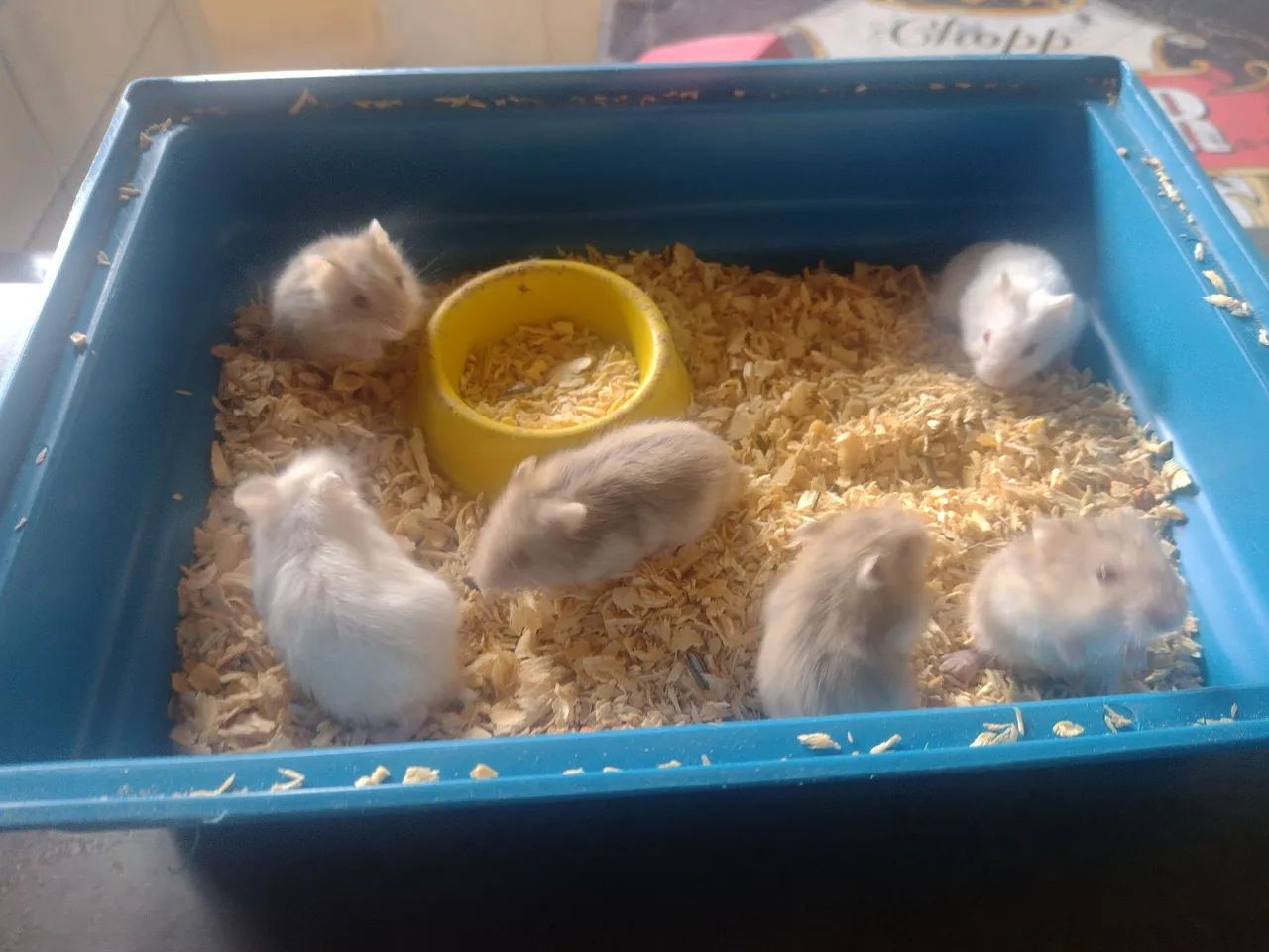 Hamster anão Roedores Jardim Soraia, São José do Rio Preto