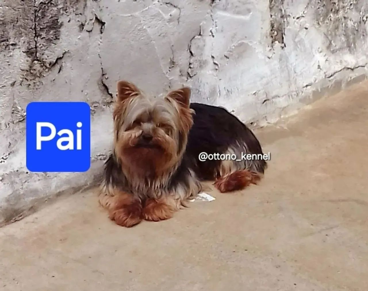 Yorkshire Terrier Macho - 60 dias - Apenas 600gr - Foto 4