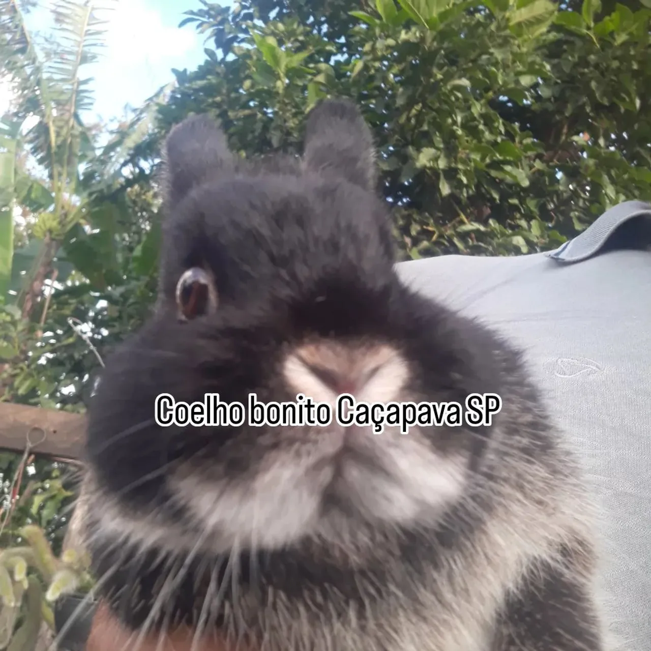 Coelho anão importado