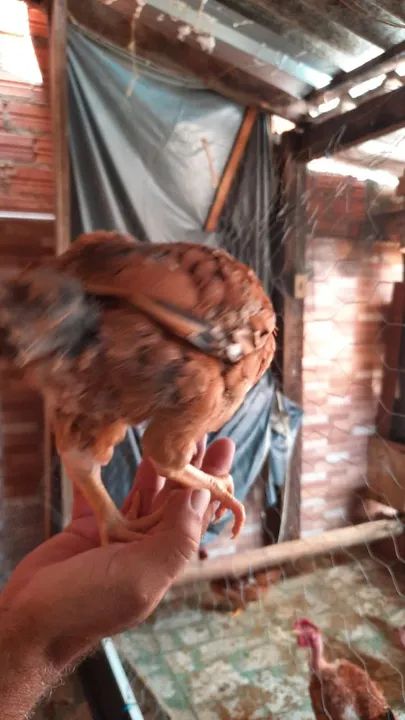 Franguinhos GSB - Foto 4