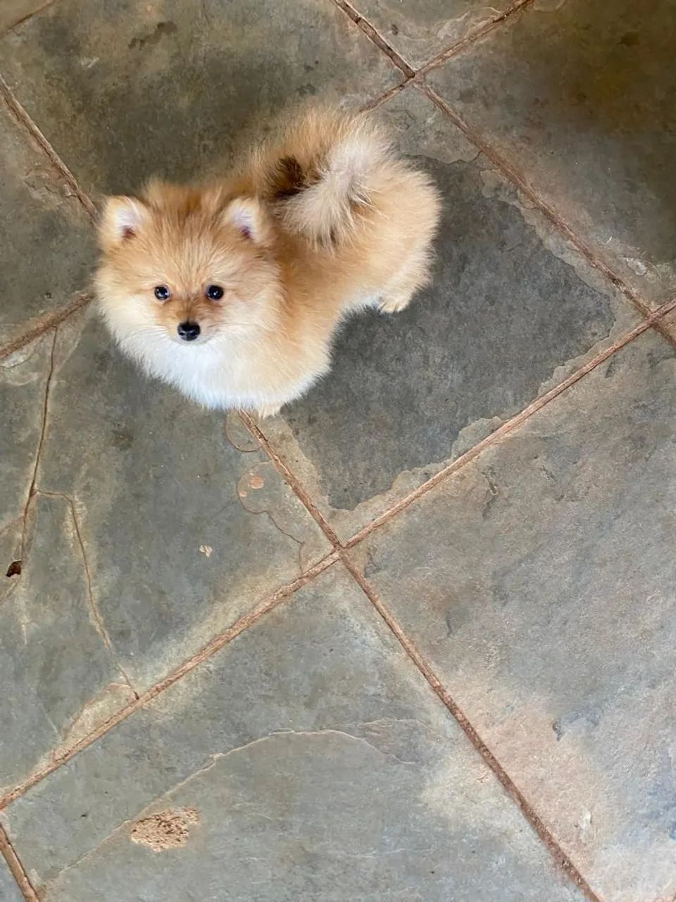 Lindos filhotes de Spitz Alemão - Foto 4