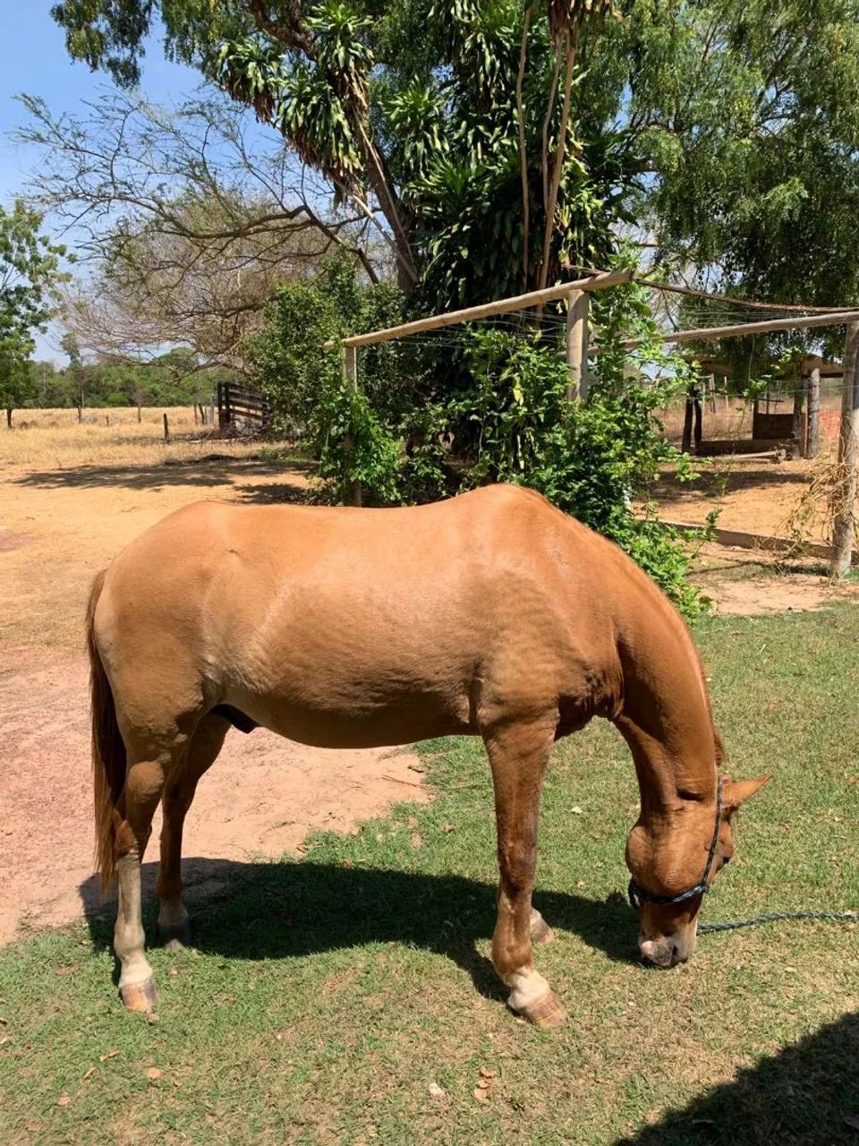 Cavalo manço e muito bem cuidado  - Foto 3