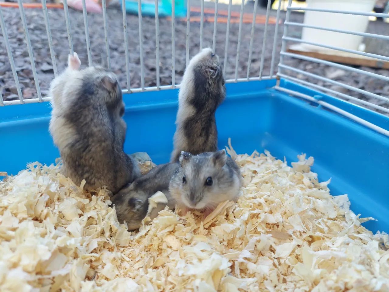 Filhote de hamster a venda - Foto 2