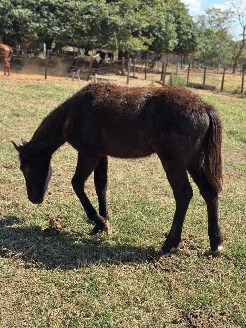 Potro (cavalo) 8 meses tordilho  BH x PSI - Foto 4