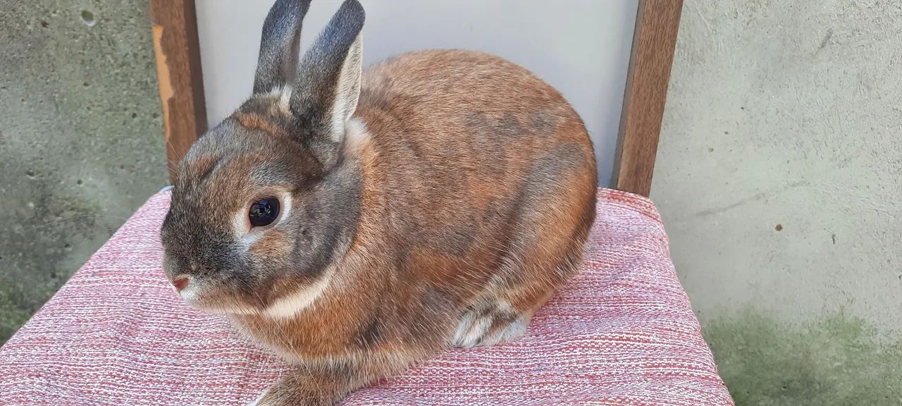 COELHO NETHERLAND DWARF ANÃO!!