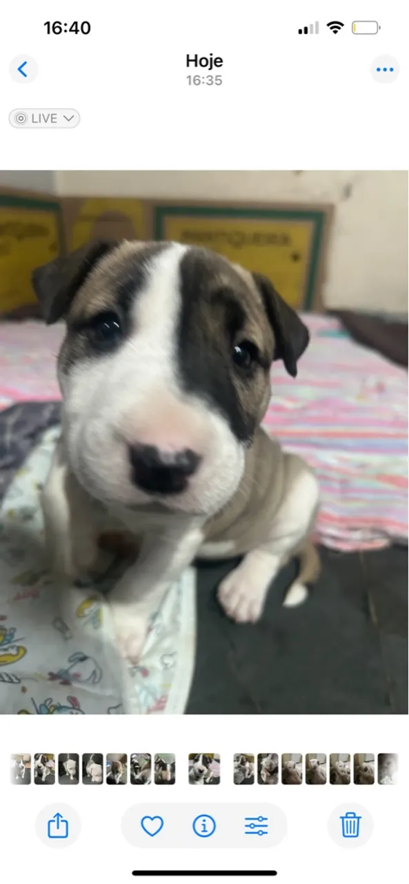 Filhotes Bull Terrier fêmea 
