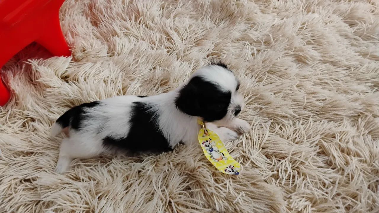 Filhote Shih Tzu - Fofo e Brincalhão