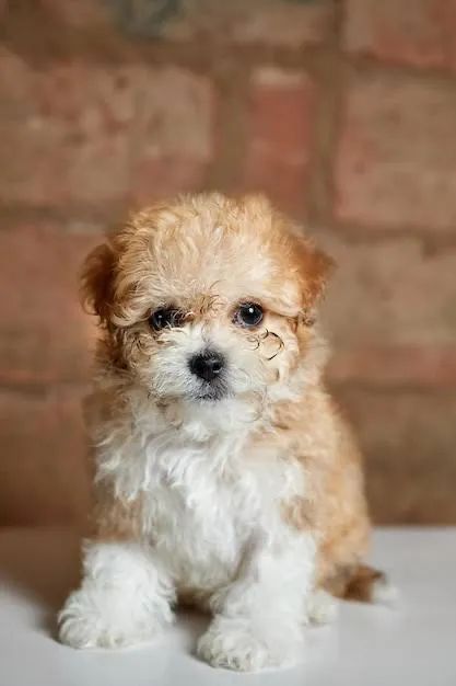 Cachorro Poodle com maltêszinho caminha brinde zap (85)99990.2592